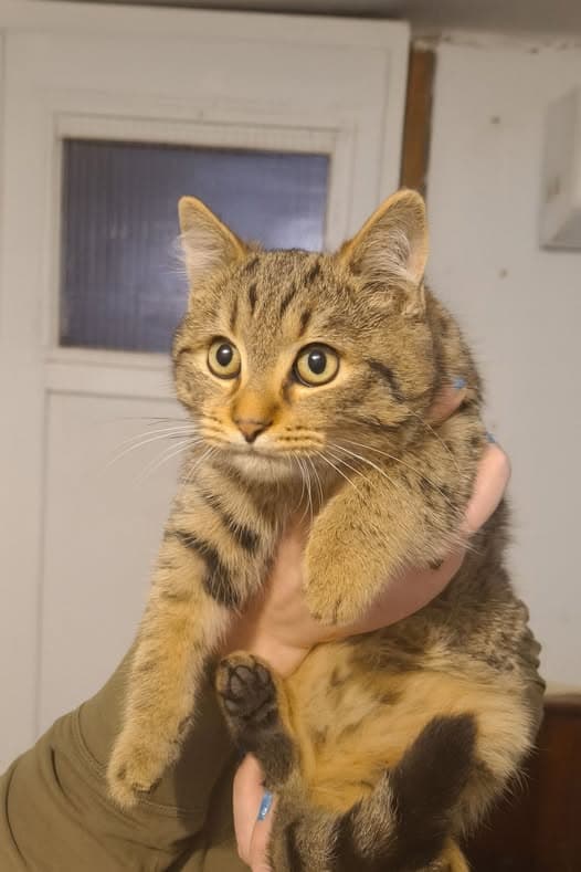 Tigris